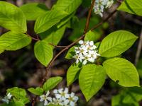 Blüten und Blätter an Frühen Traubenkirsch Strauch